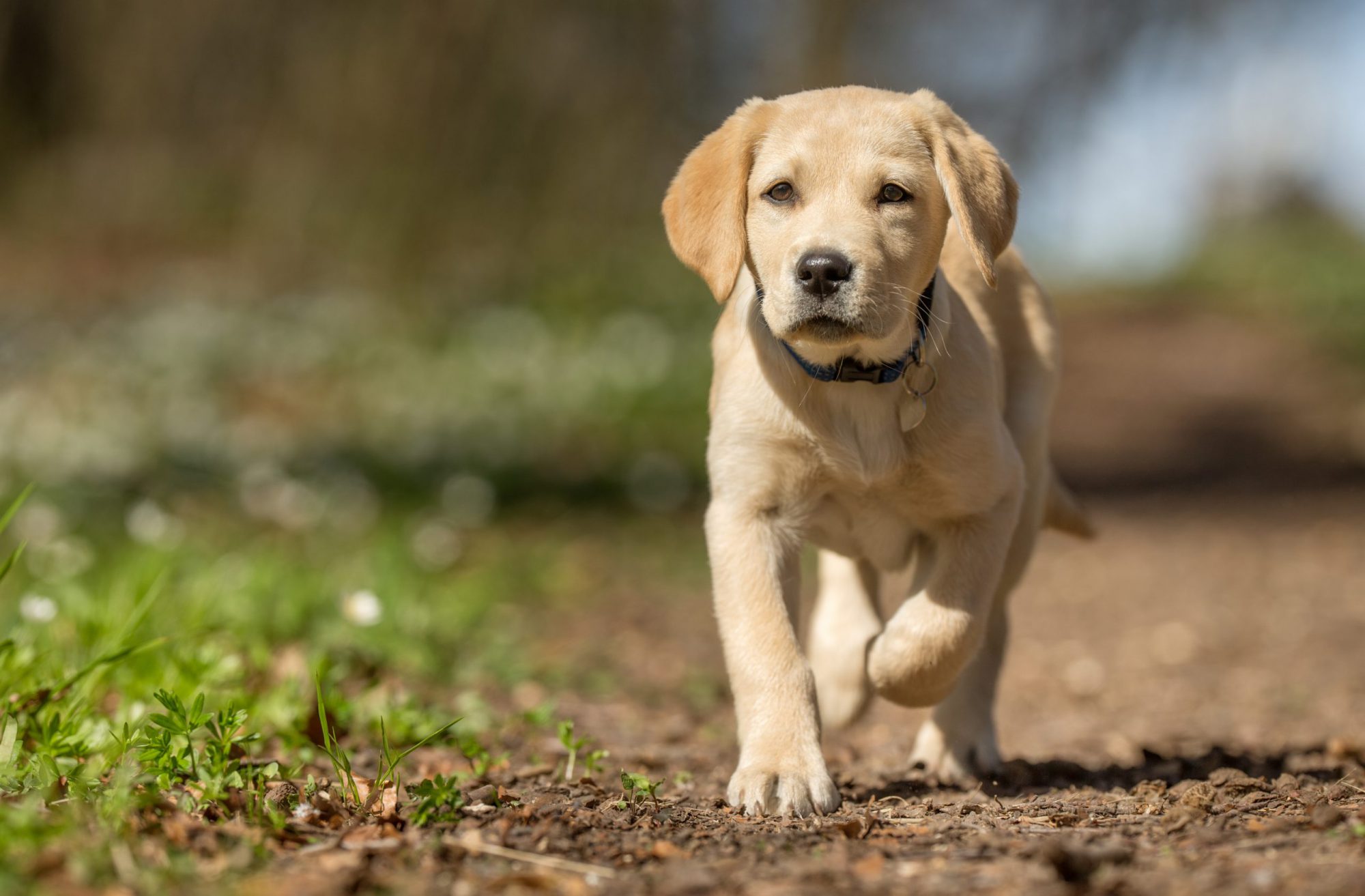 Subtropisch Schoolonderwijs De gasten Labrador pup kopen? Wij vinden een betrouwbare pup voor je! - FairPet.nl